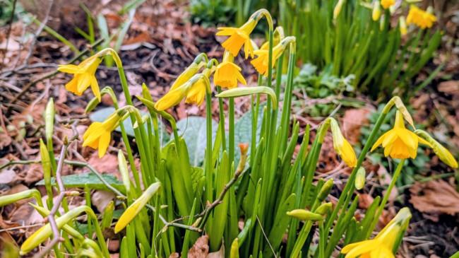 Image of some Daffodils at The Old Library.