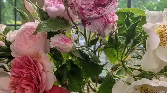 flowers in the library