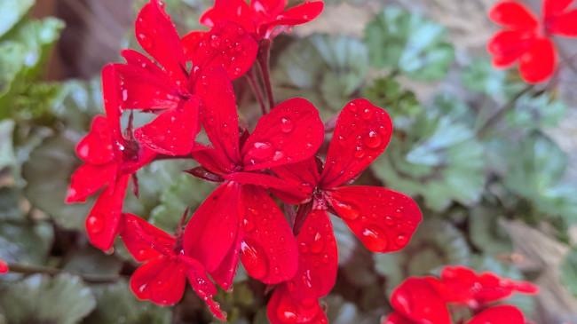 Red geraniums outside the old library